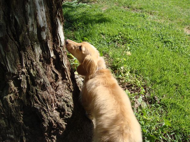 Hey look at this tree
