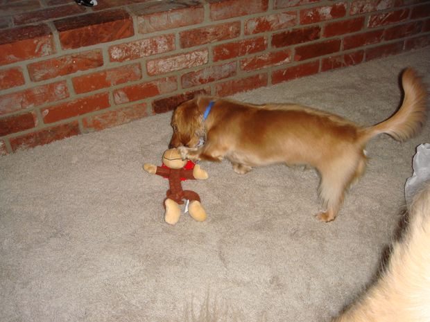 Monkey!